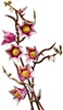 Lego Botanicals Magnolia Branches (11510) (LGO11510)